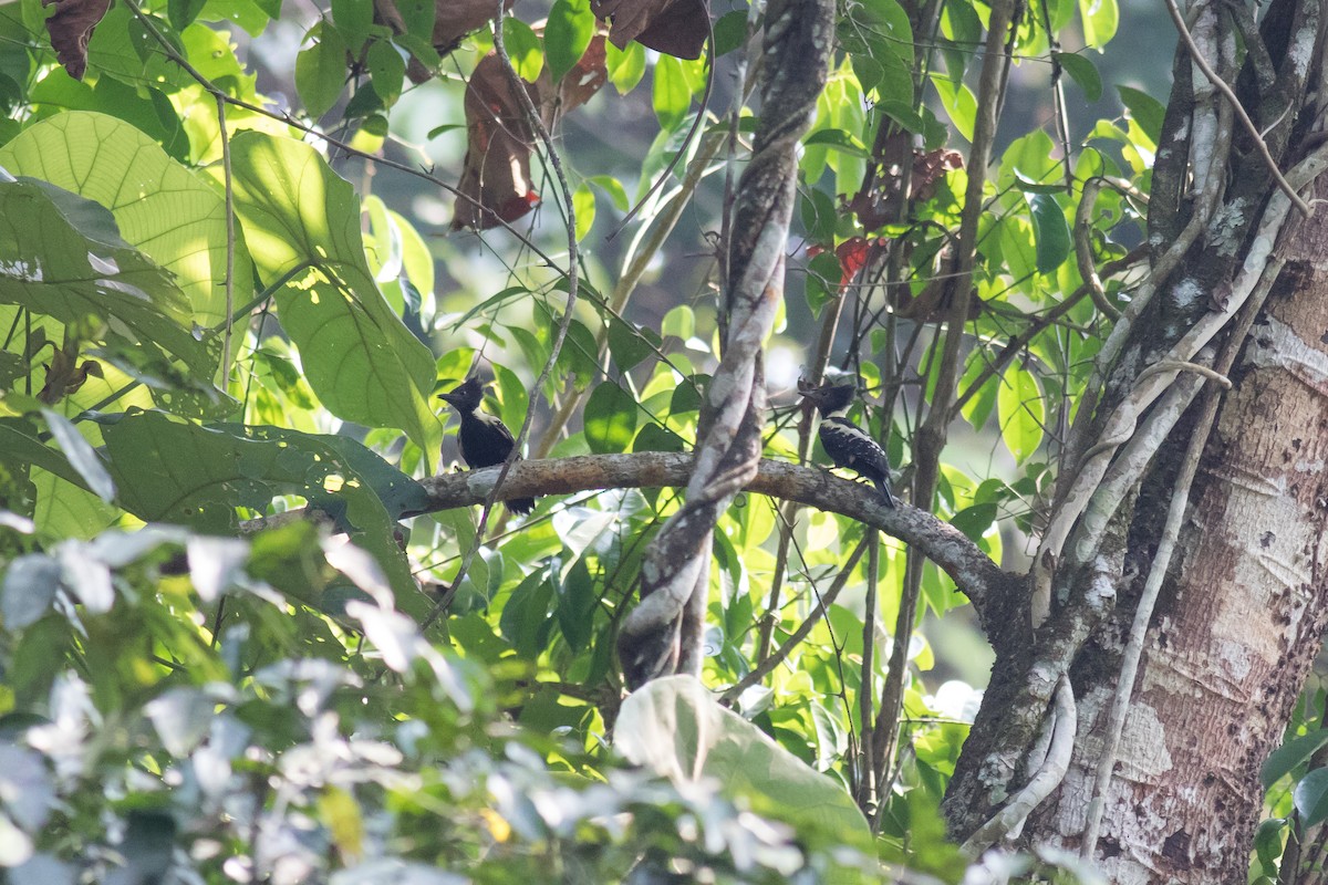 Black-and-buff Woodpecker - Sutanan Pinmaneenopparat