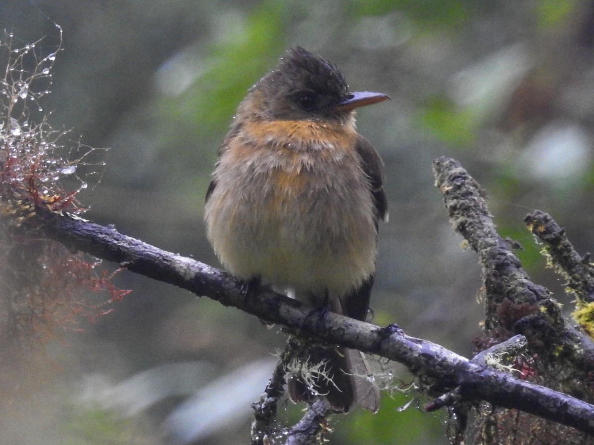 Ochraceous Pewee - ML252559581
