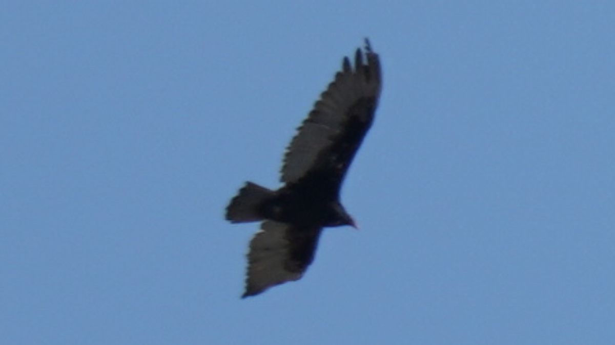 Turkey Vulture - ML252561491