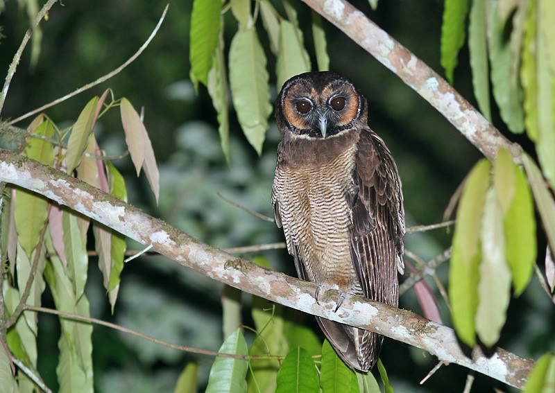 Brown Wood-Owl - Peter Ericsson