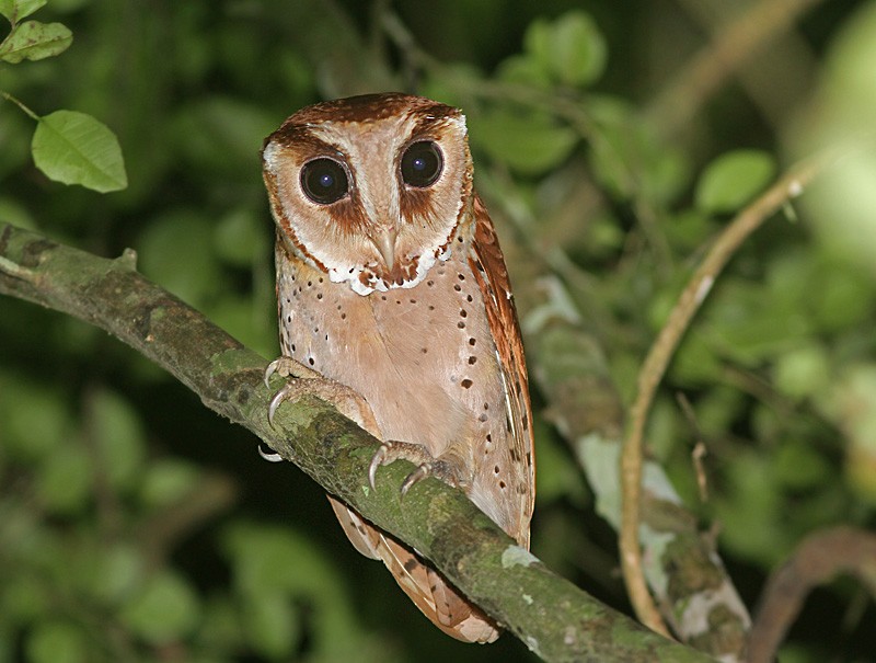 Oriental Bay-Owl - Peter Ericsson