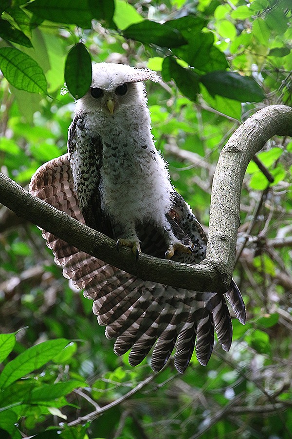 Spot-bellied Eagle-Owl - Peter Ericsson