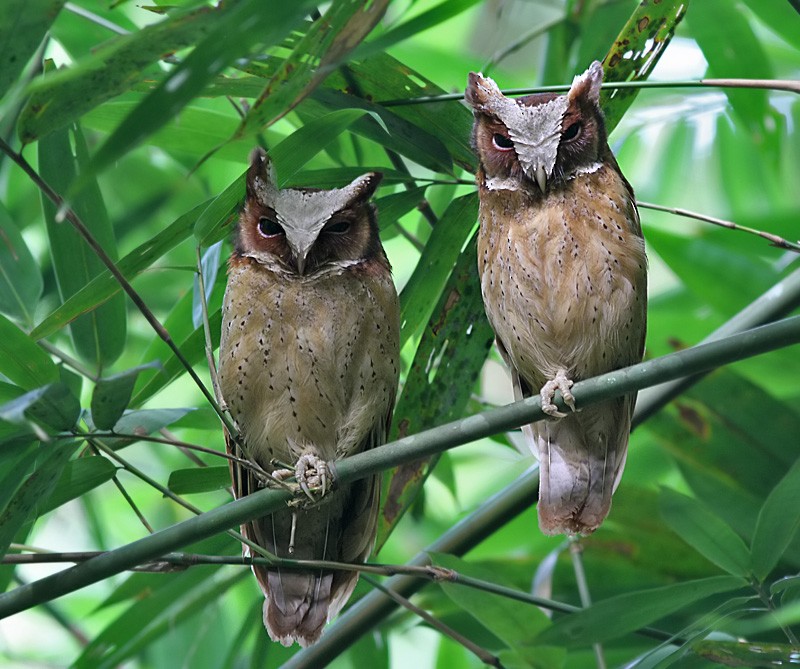 White-fronted Scops-Owl - ML252565101
