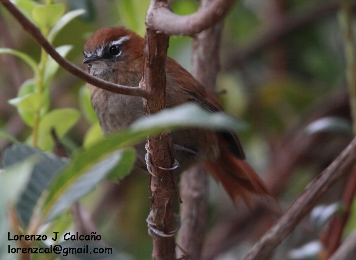White-browed Spinetail - ML252569411