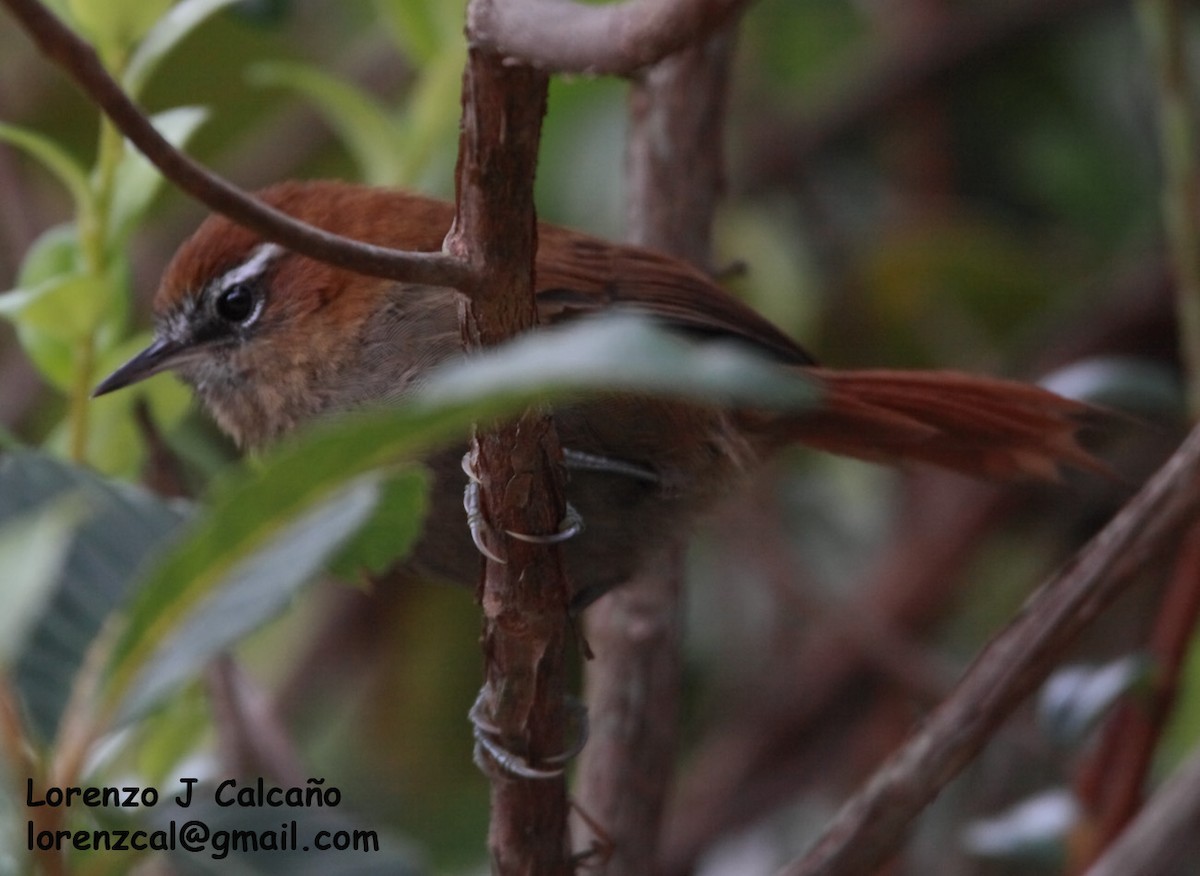 White-browed Spinetail - ML252569421