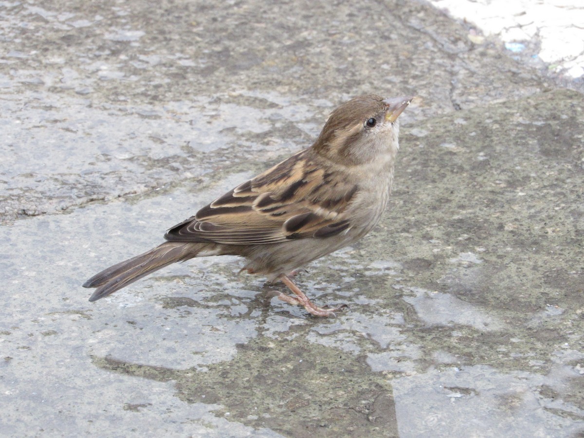 Italian Sparrow - ML25256961
