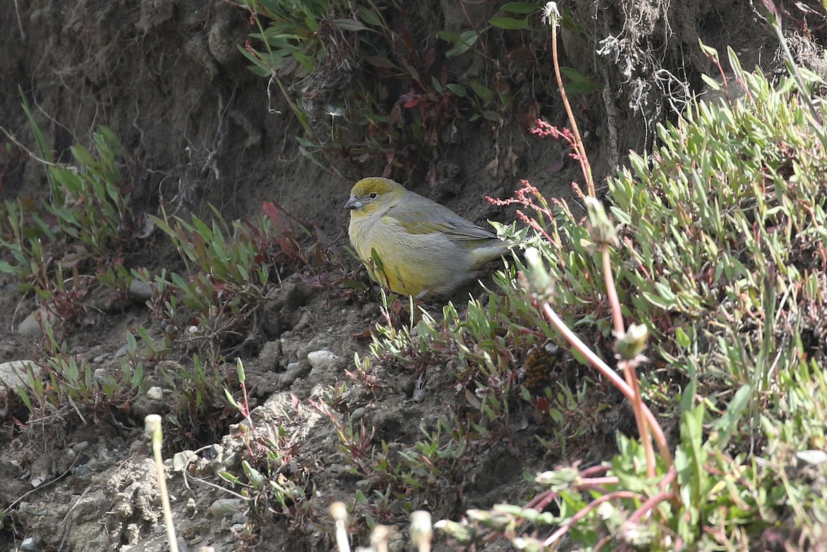 Patagonian Yellow-Finch - ML252569961