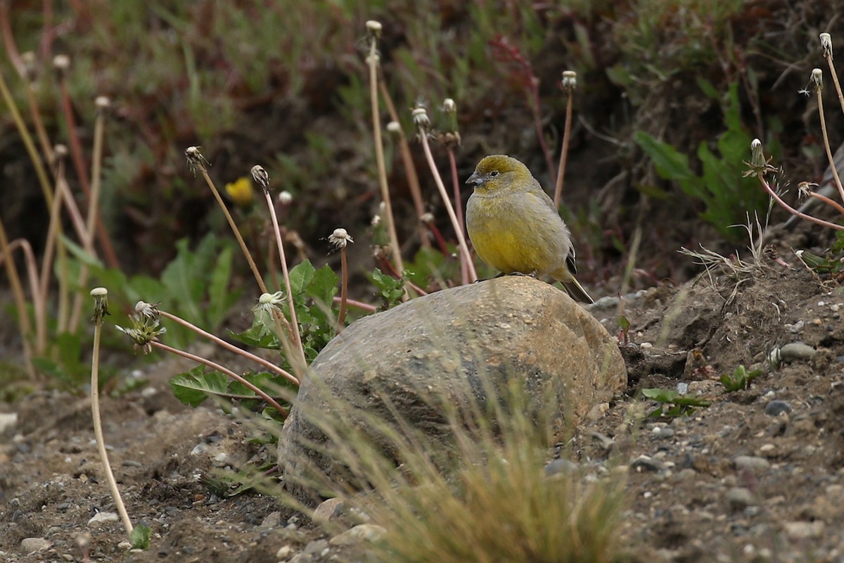 Patagonian Yellow-Finch - ML252569981