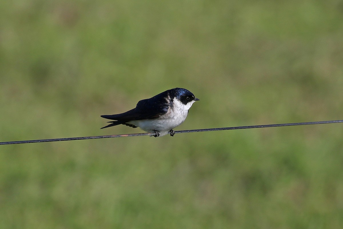Blue-and-white Swallow - ML252570051