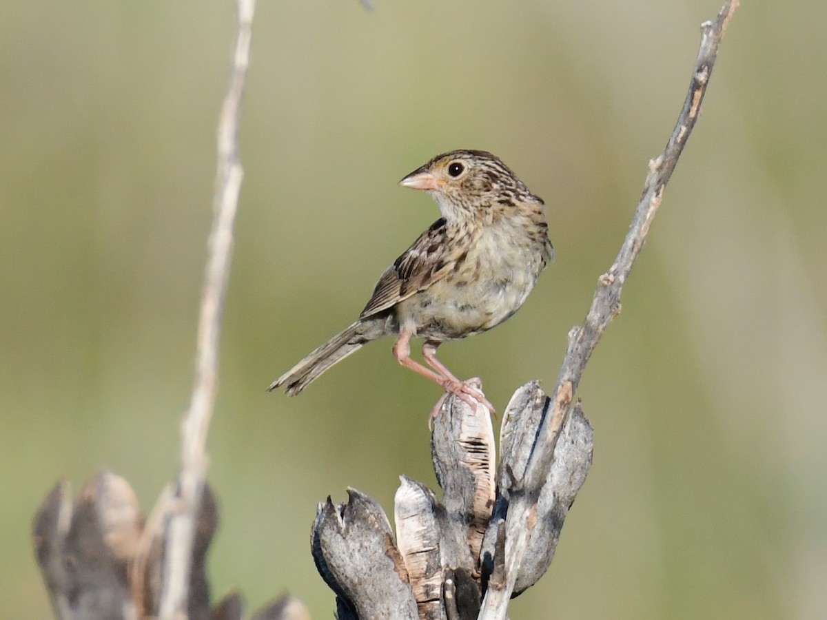Grasshopper Sparrow - John Verity