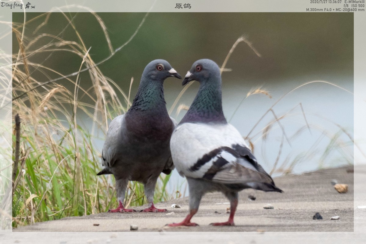 Rock Pigeon (Feral Pigeon) - Ding FENG