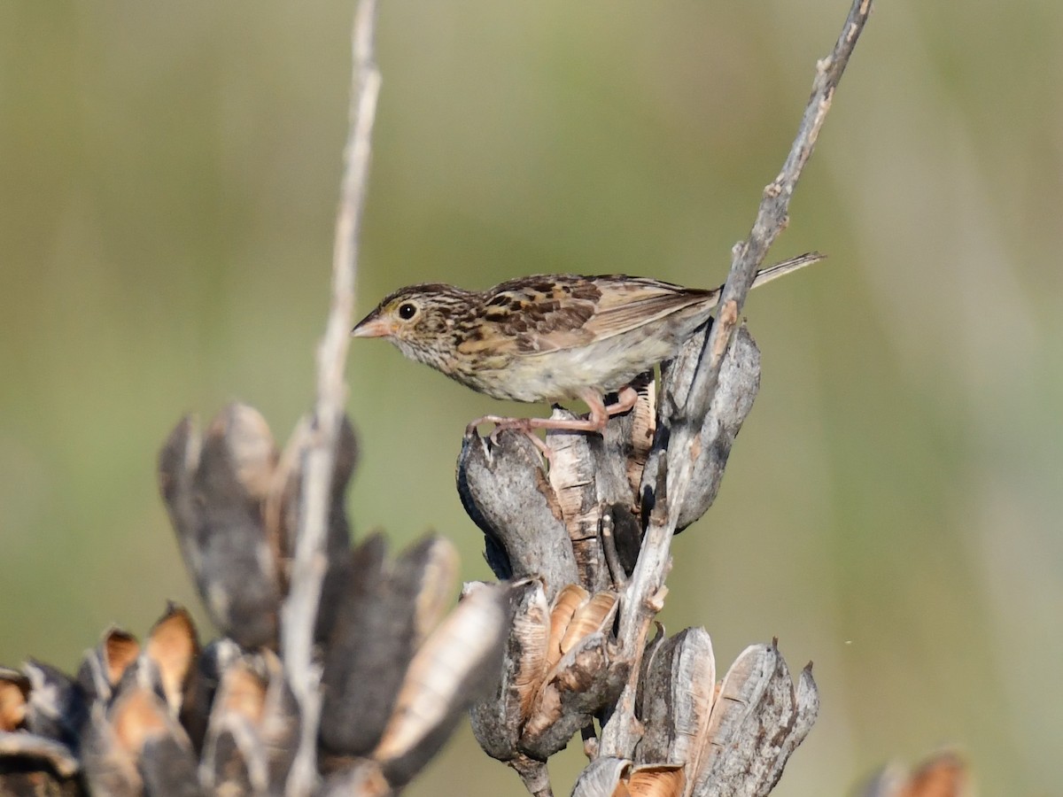 Grasshopper Sparrow - ML252571391