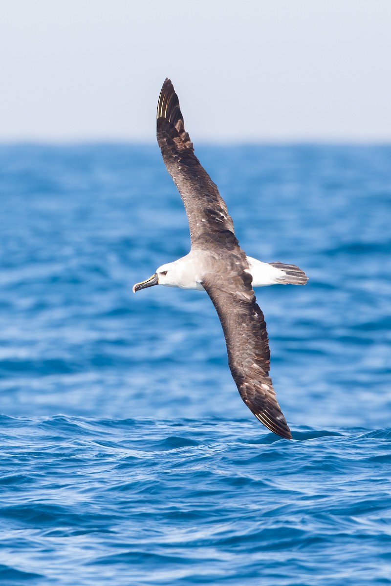 Atlantik Sarı Gagalı Albatrosu - ML252575841