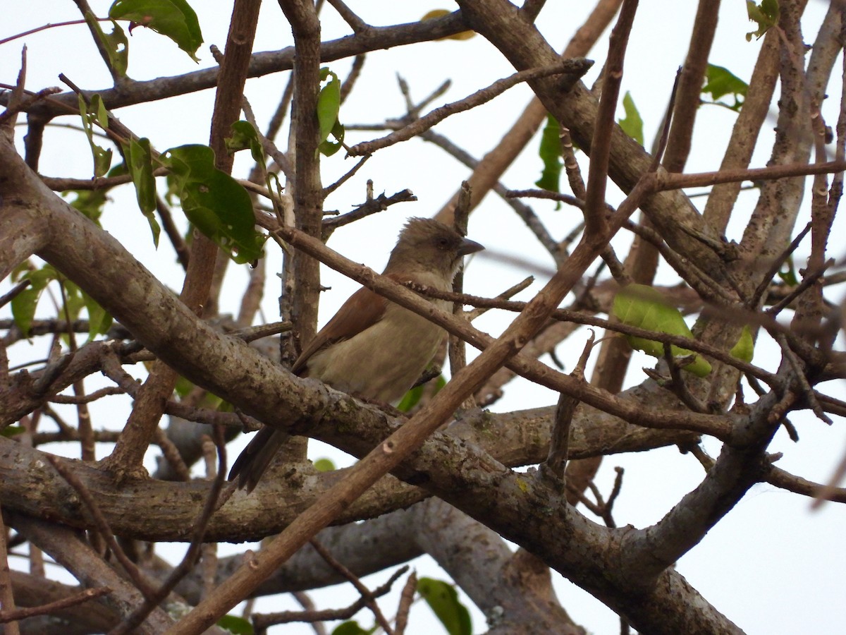 Swahili Sparrow - ML252578181