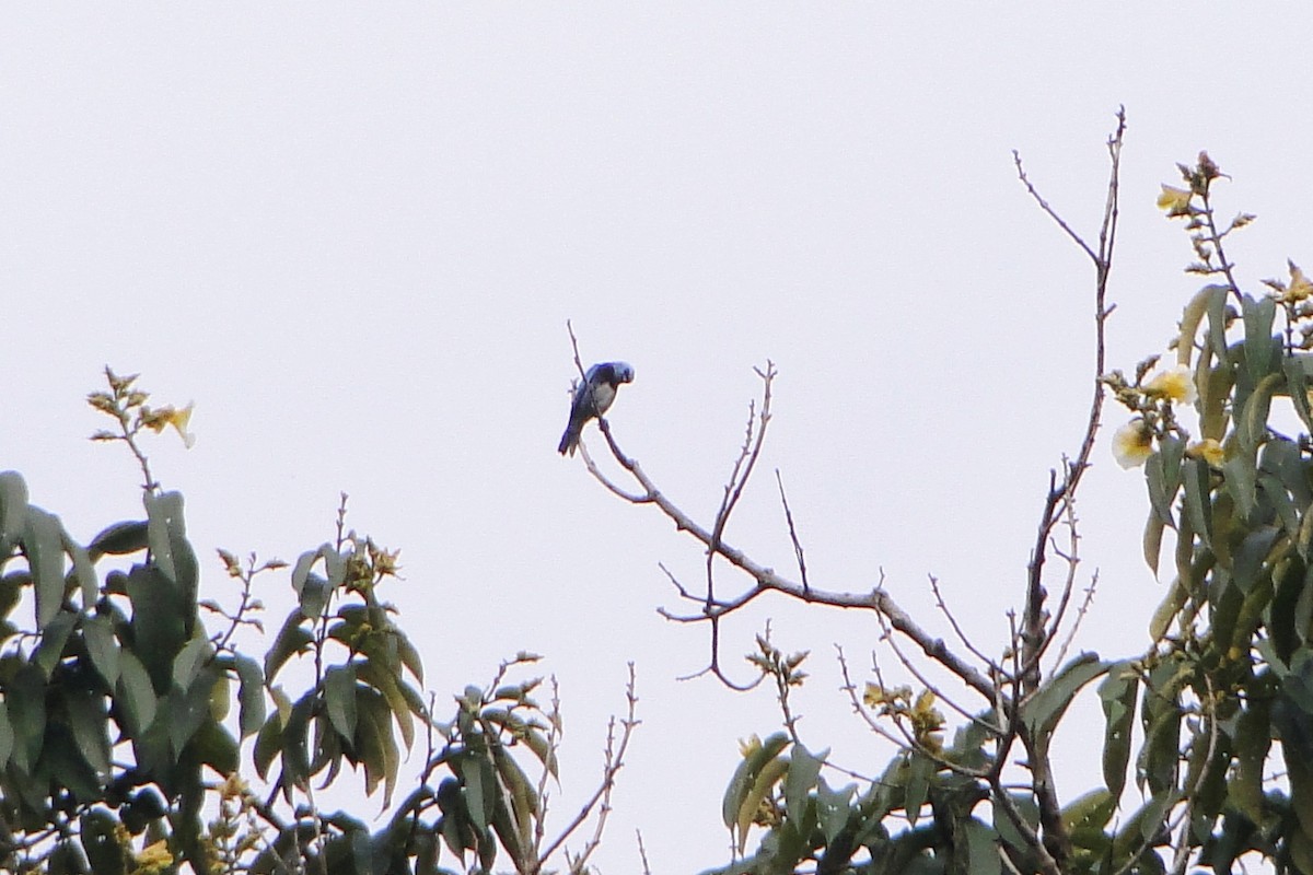 Masked Tanager - ML25257821