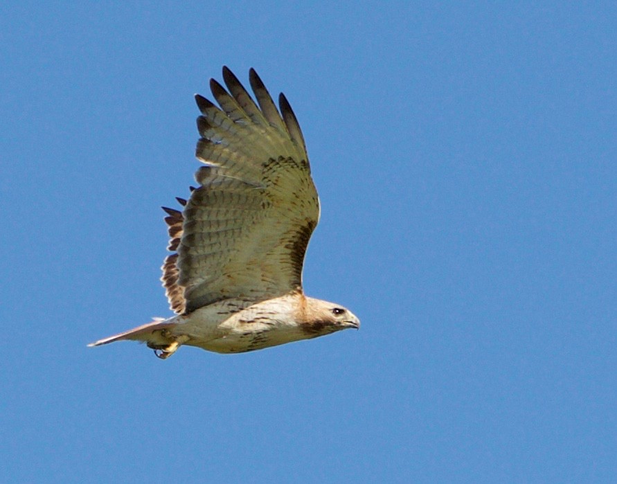 Red-tailed Hawk - Robert Bruss