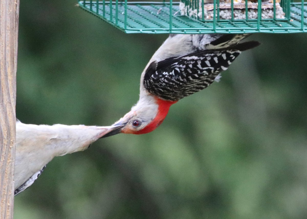 Red-bellied Woodpecker - ML252582641