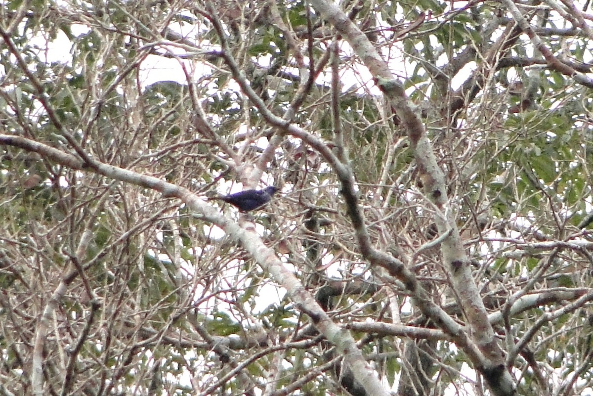 Opal-crowned Tanager - ML25258511