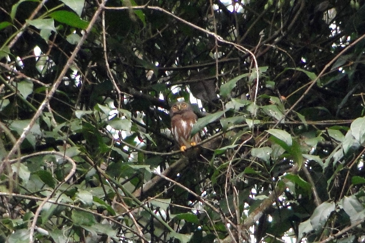 Amazonian Pygmy-Owl - Carlos Otávio Gussoni