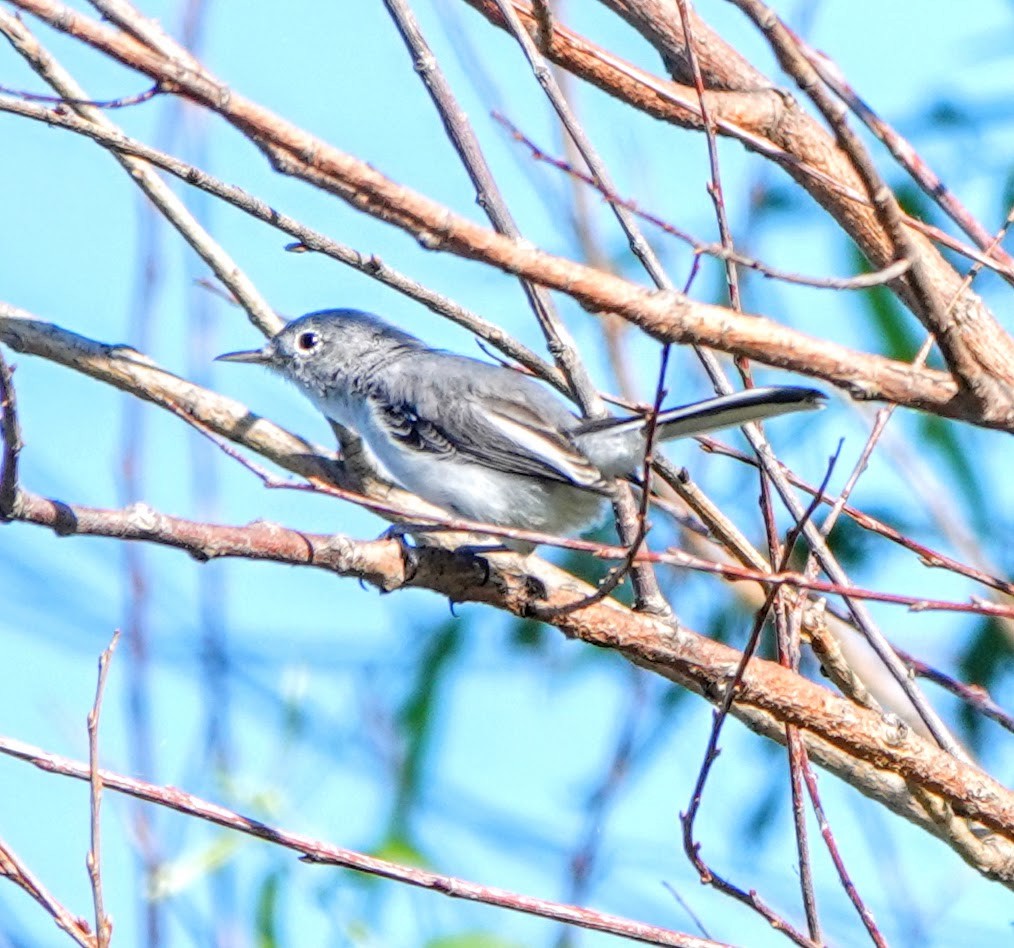 Blue-gray Gnatcatcher - Clem Nilan