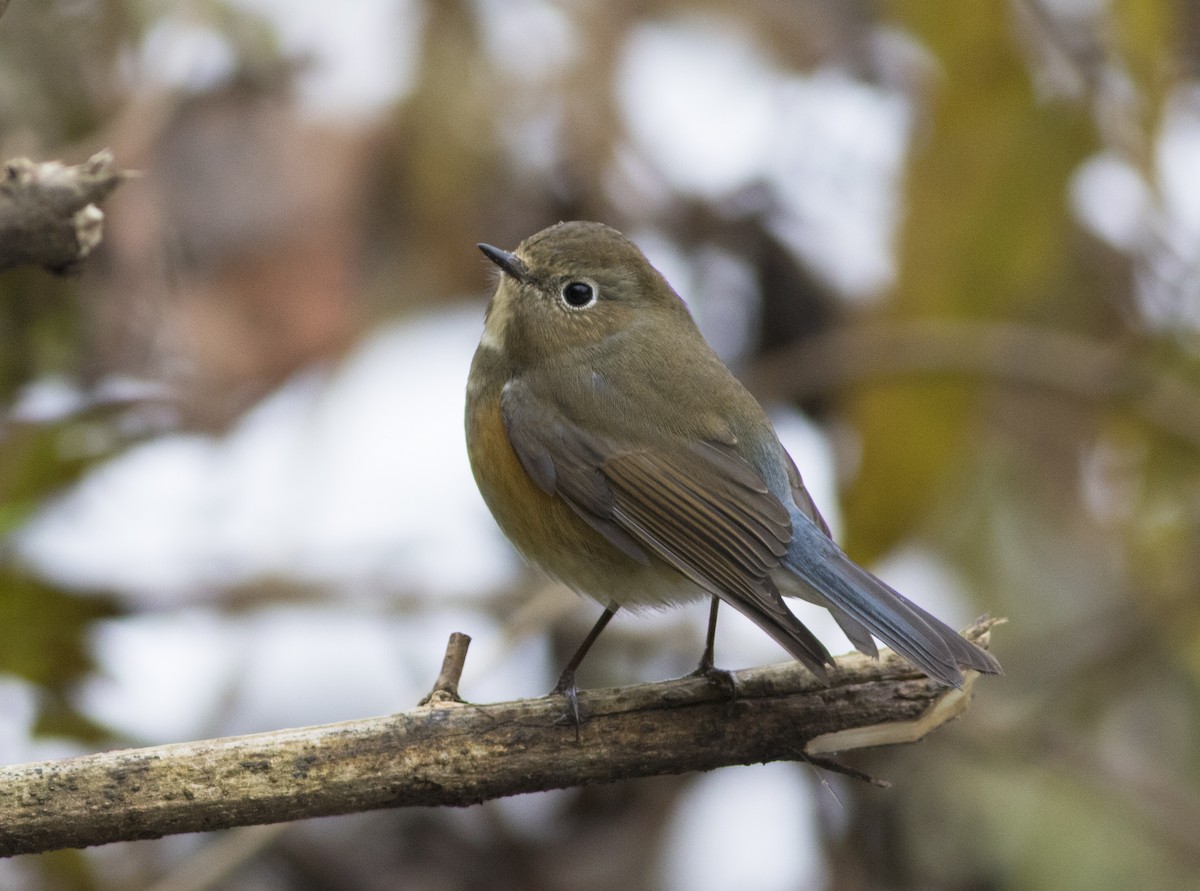 Red-flanked Bluetail - ML252591391
