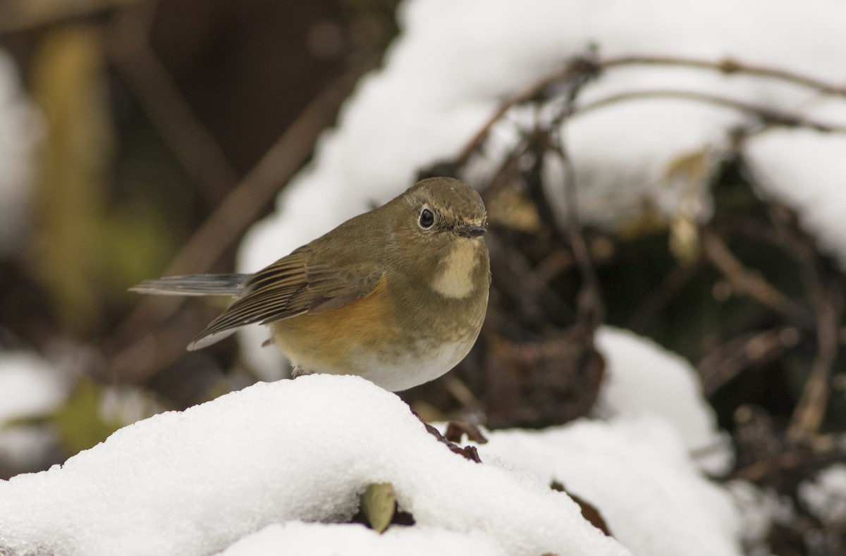 Red-flanked Bluetail - Wenjia Chen
