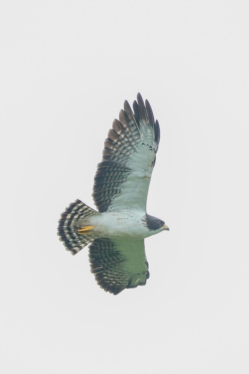Short-tailed Hawk - Byron Stone