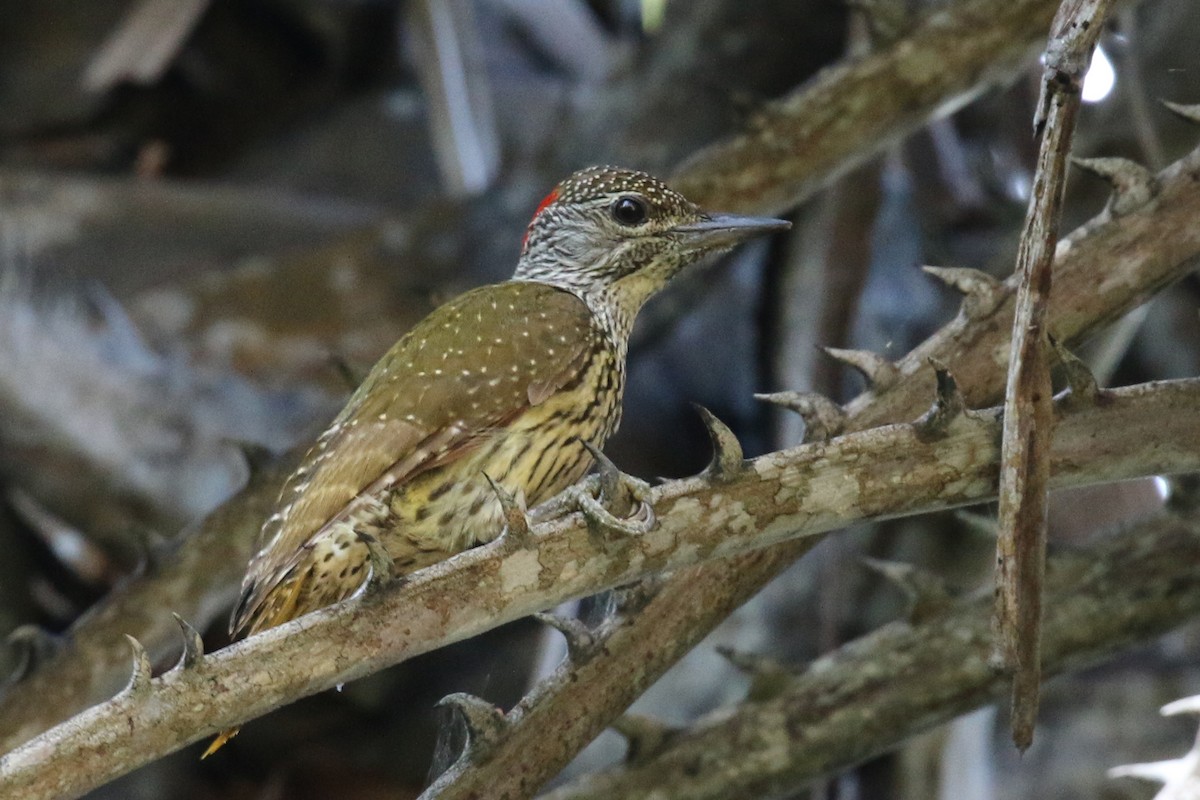 Mombasa Woodpecker - ML252596601