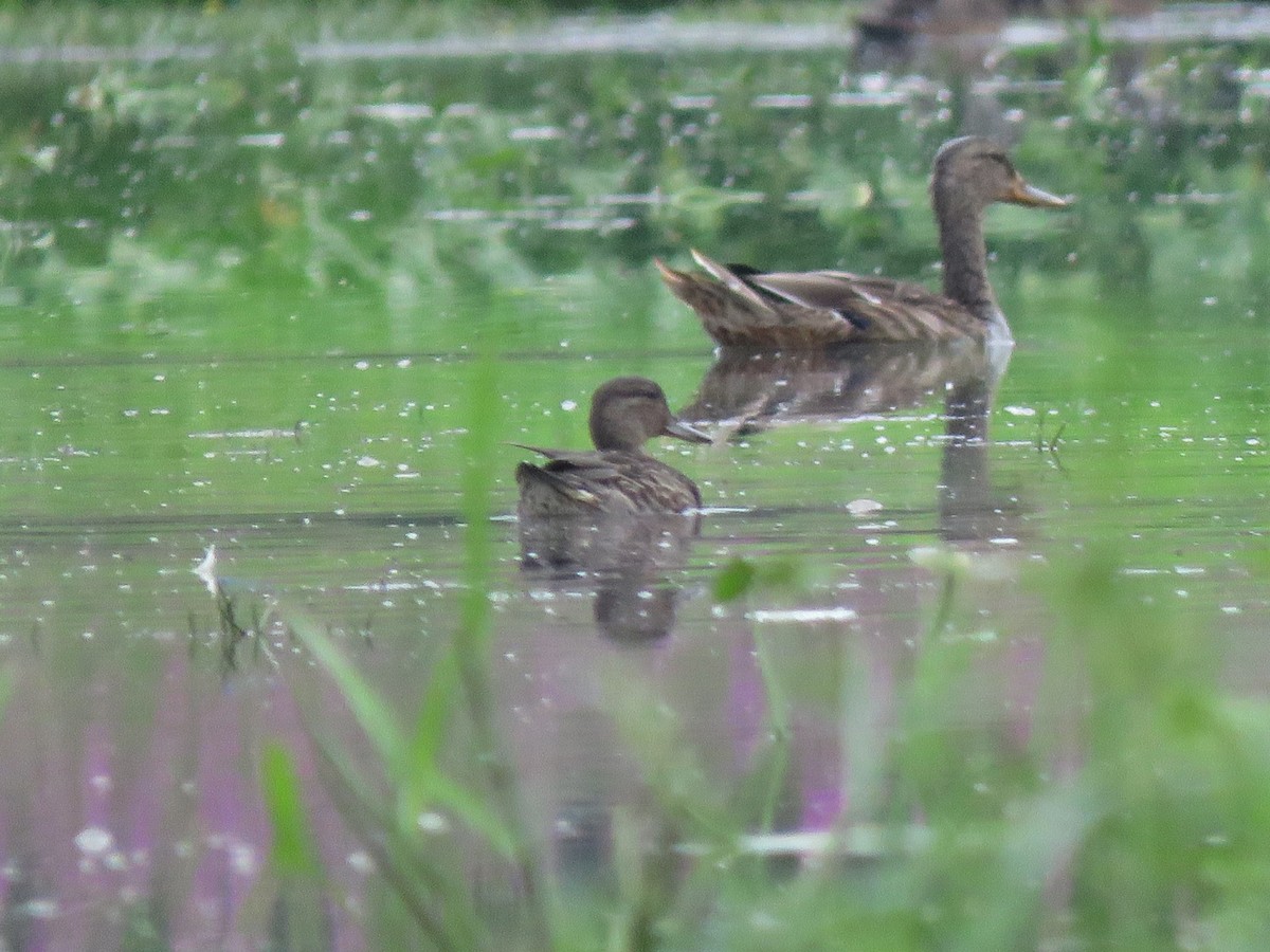 Green-winged Teal - Patricia and Richard Williams
