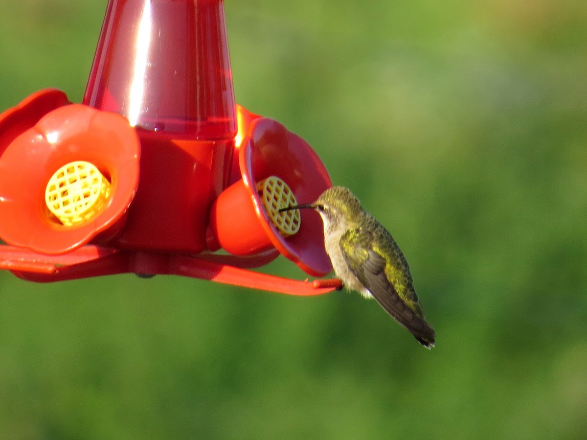 Black-chinned Hummingbird - ML252597791