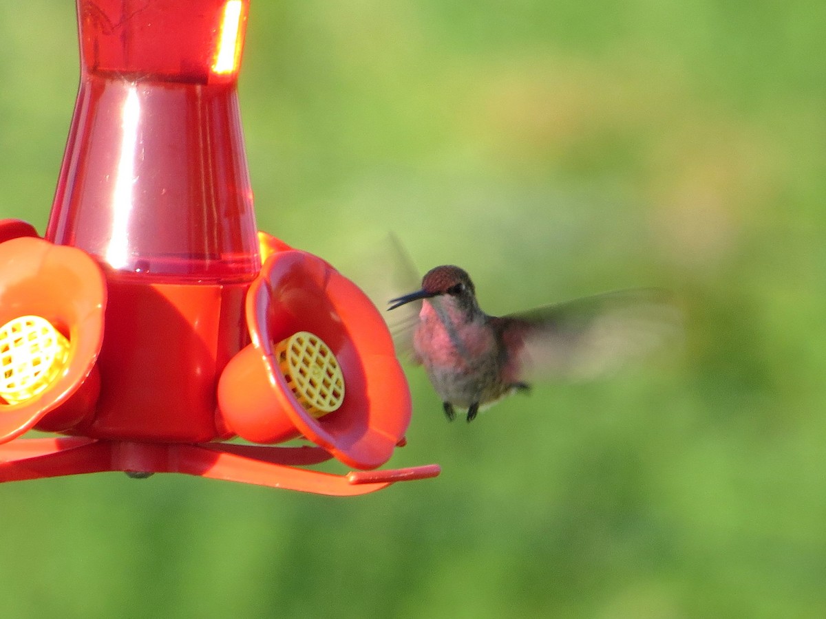 Black-chinned Hummingbird - ML252597801