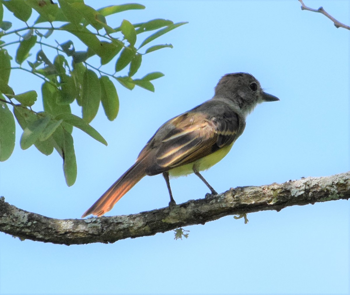Great Crested Flycatcher - ML252602751