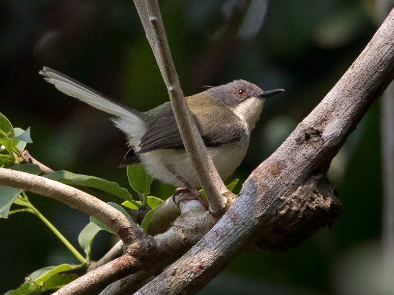 Buff-throated Apalis - Lars Petersson | My World of Bird Photography