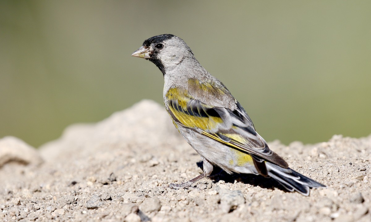 Lawrence's Goldfinch - ML252611811