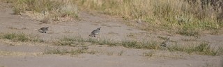 California Quail, ML252612481