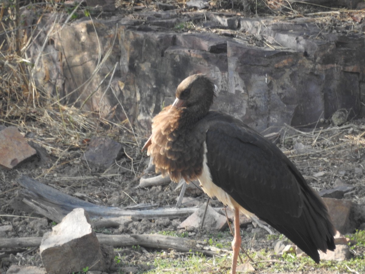Black Stork - marti ikehara