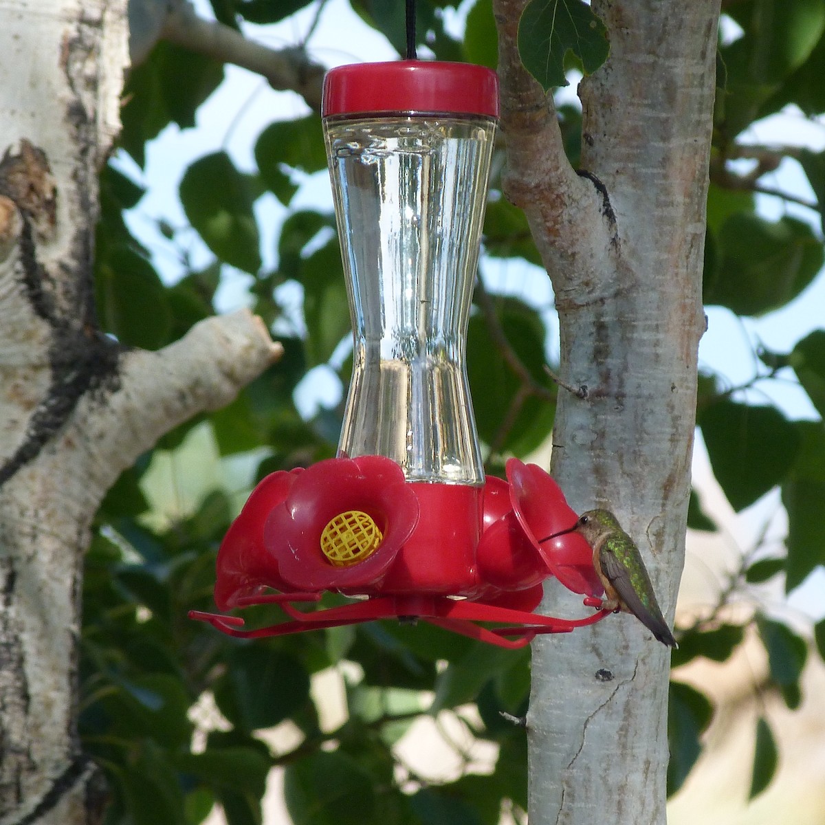 Rufous Hummingbird - ML252615461