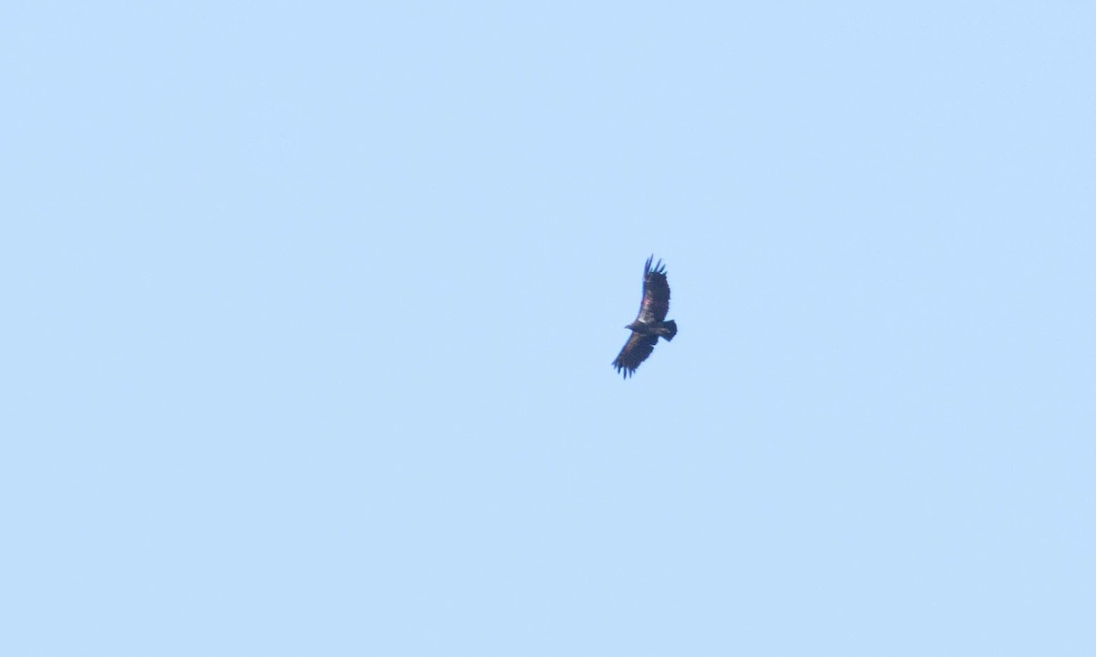 California Condor - ML252622281