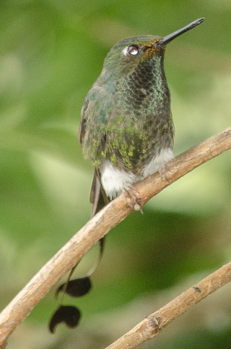 White-booted Racket-tail - ML25262491