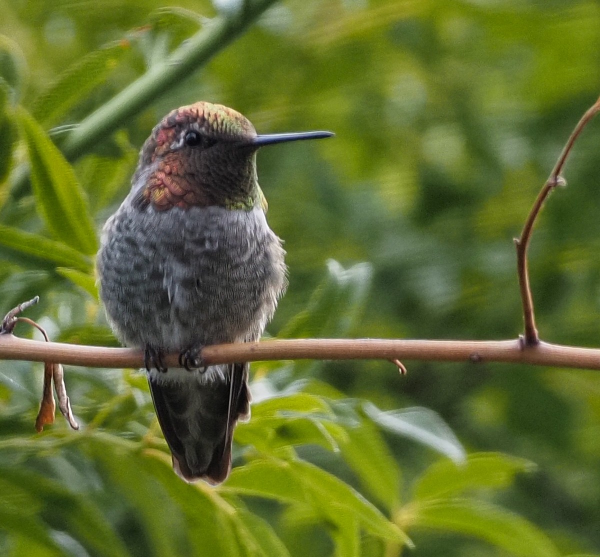 Anna's Hummingbird - ML252624971