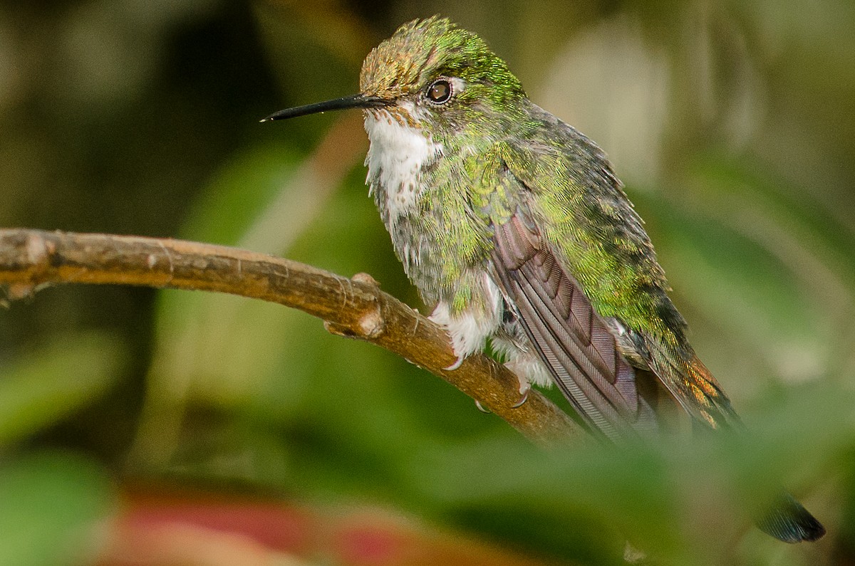 White-booted Racket-tail - ML25262511
