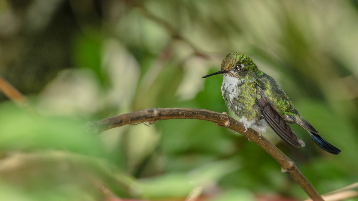 White-booted Racket-tail - ML25262531