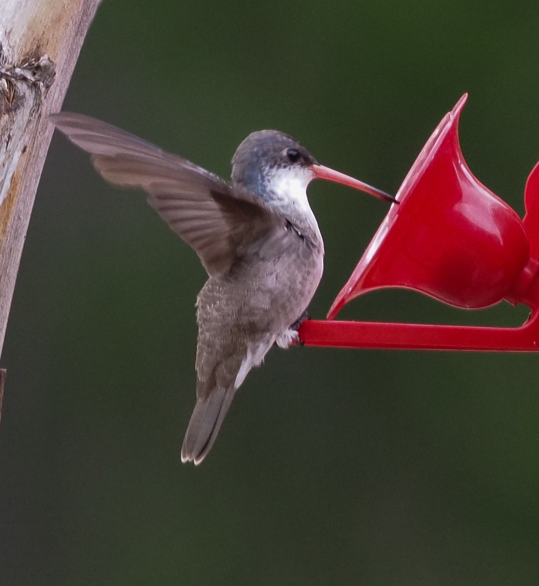 Violet-crowned Hummingbird - Susan Mac