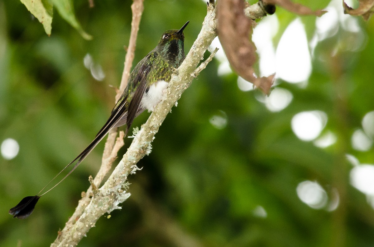White-booted Racket-tail - ML25262551