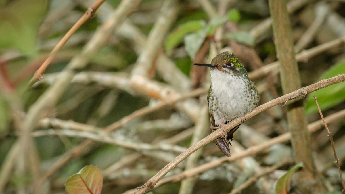 White-booted Racket-tail - ML25262561