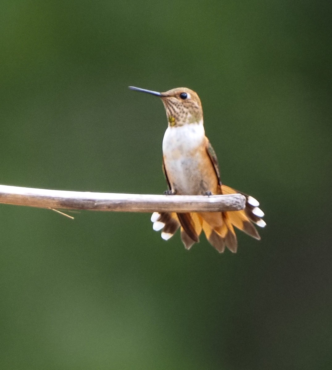 Rufous Hummingbird - Susan Mac