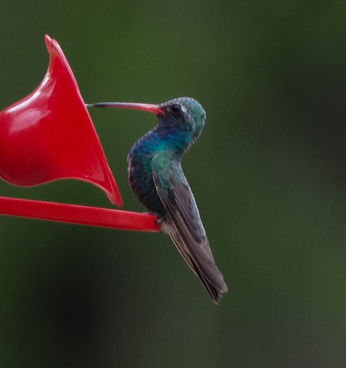 Broad-billed Hummingbird - ML252627441