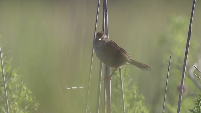 Swamp Sparrow - ML252628691