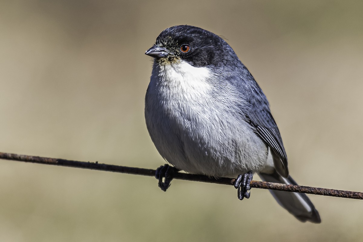 Black-capped Warbling Finch - ML252628831