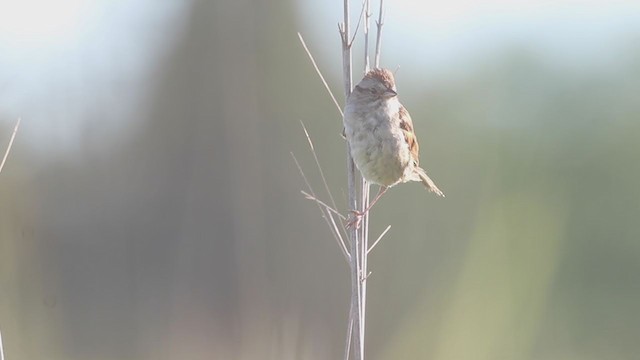 Swamp Sparrow - ML252629511